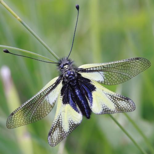Réf. 240 783 : Libelloides coccajus